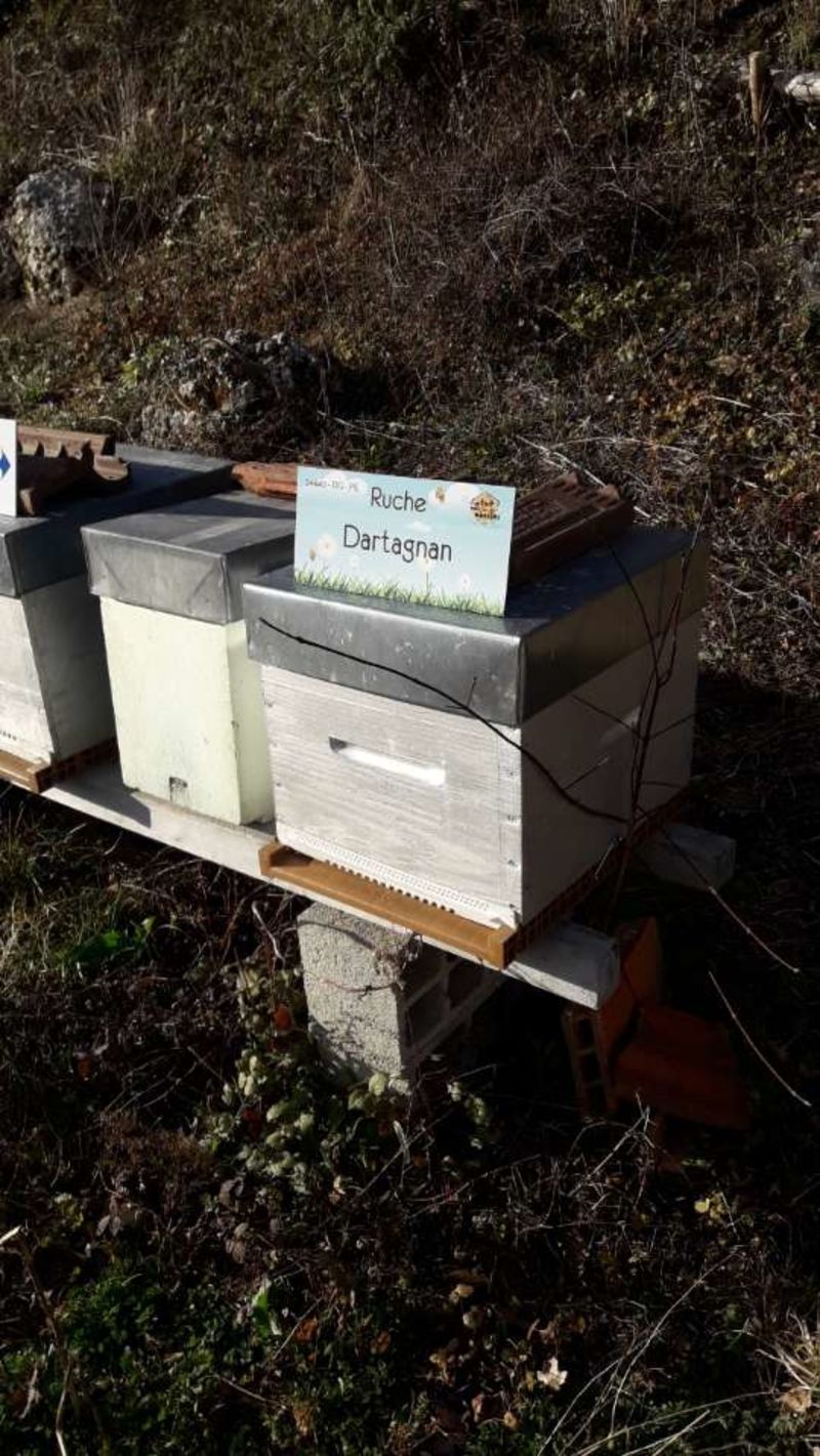 La ruche Dartagnan