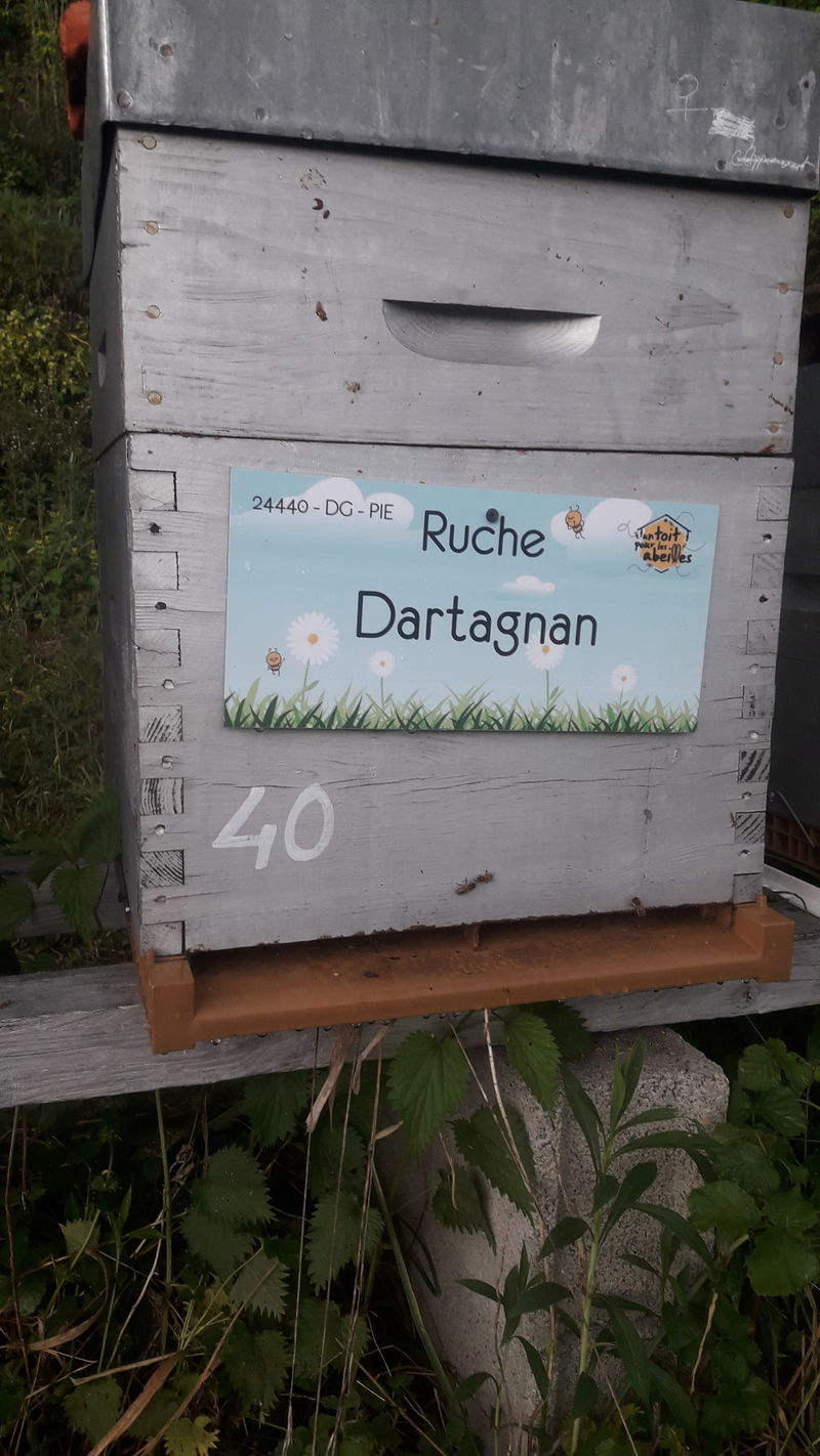 La ruche Dartagnan