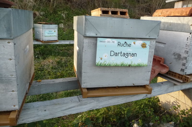 La ruche Dartagnan