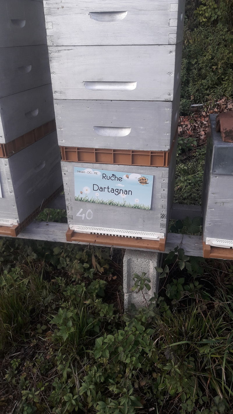 La ruche Dartagnan