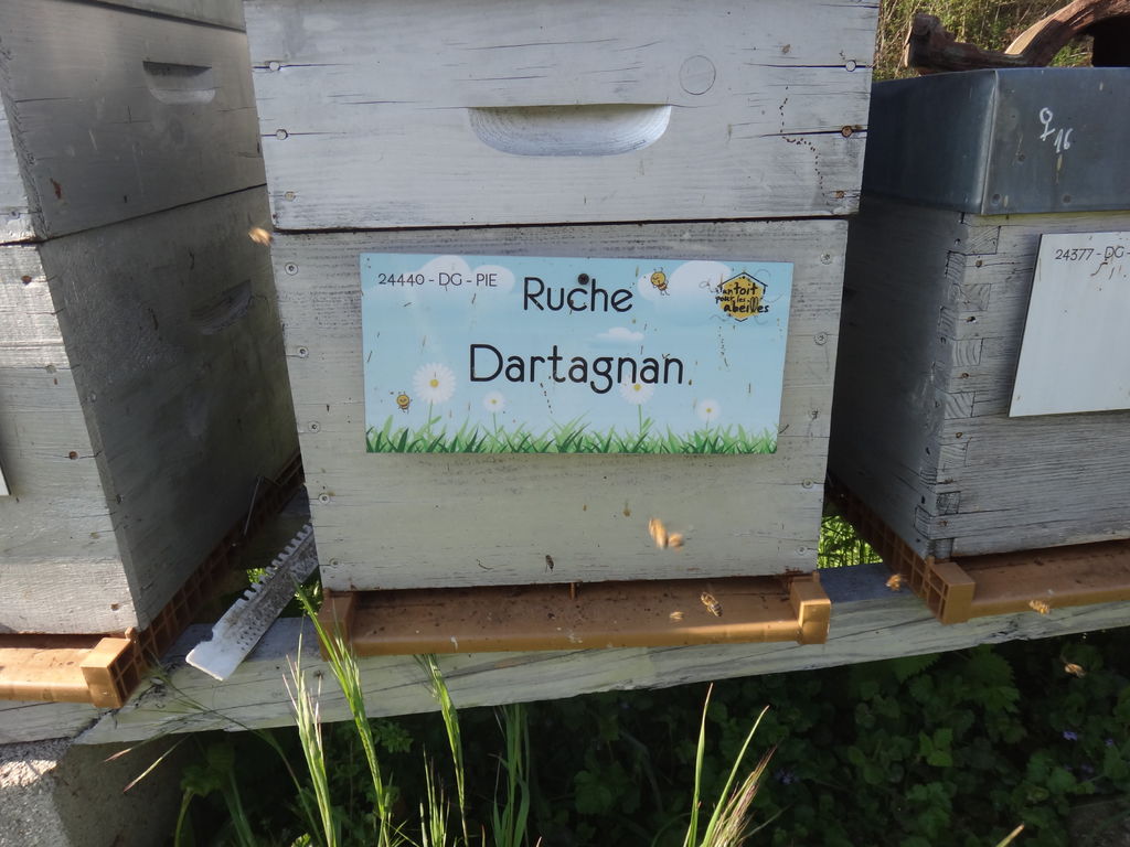 La ruche Dartagnan