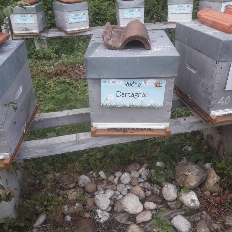 La ruche Dartagnan