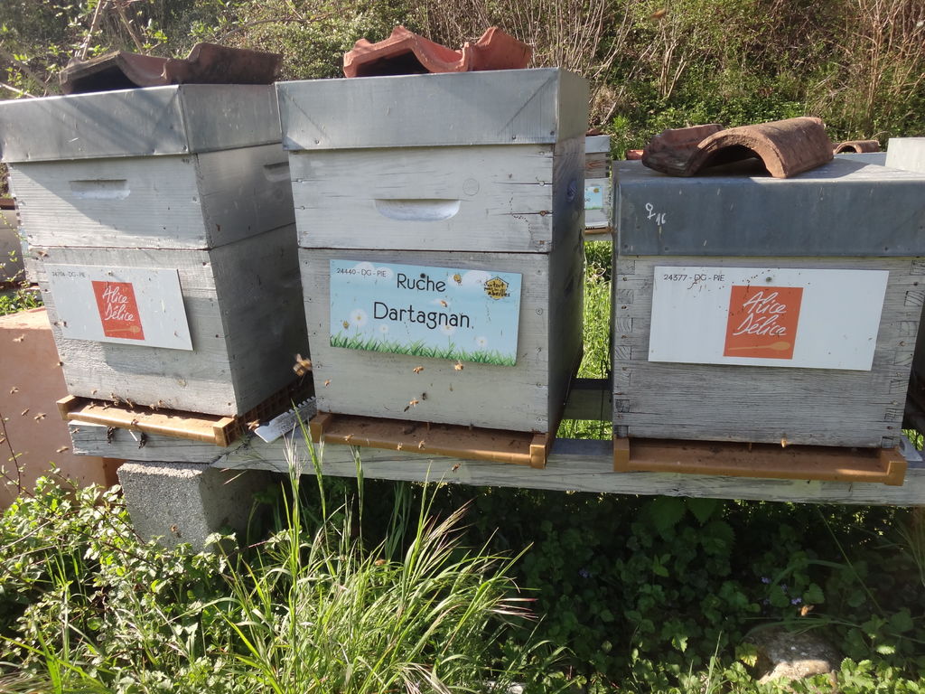 La ruche Dartagnan