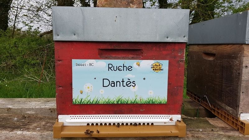 La ruche Dantès