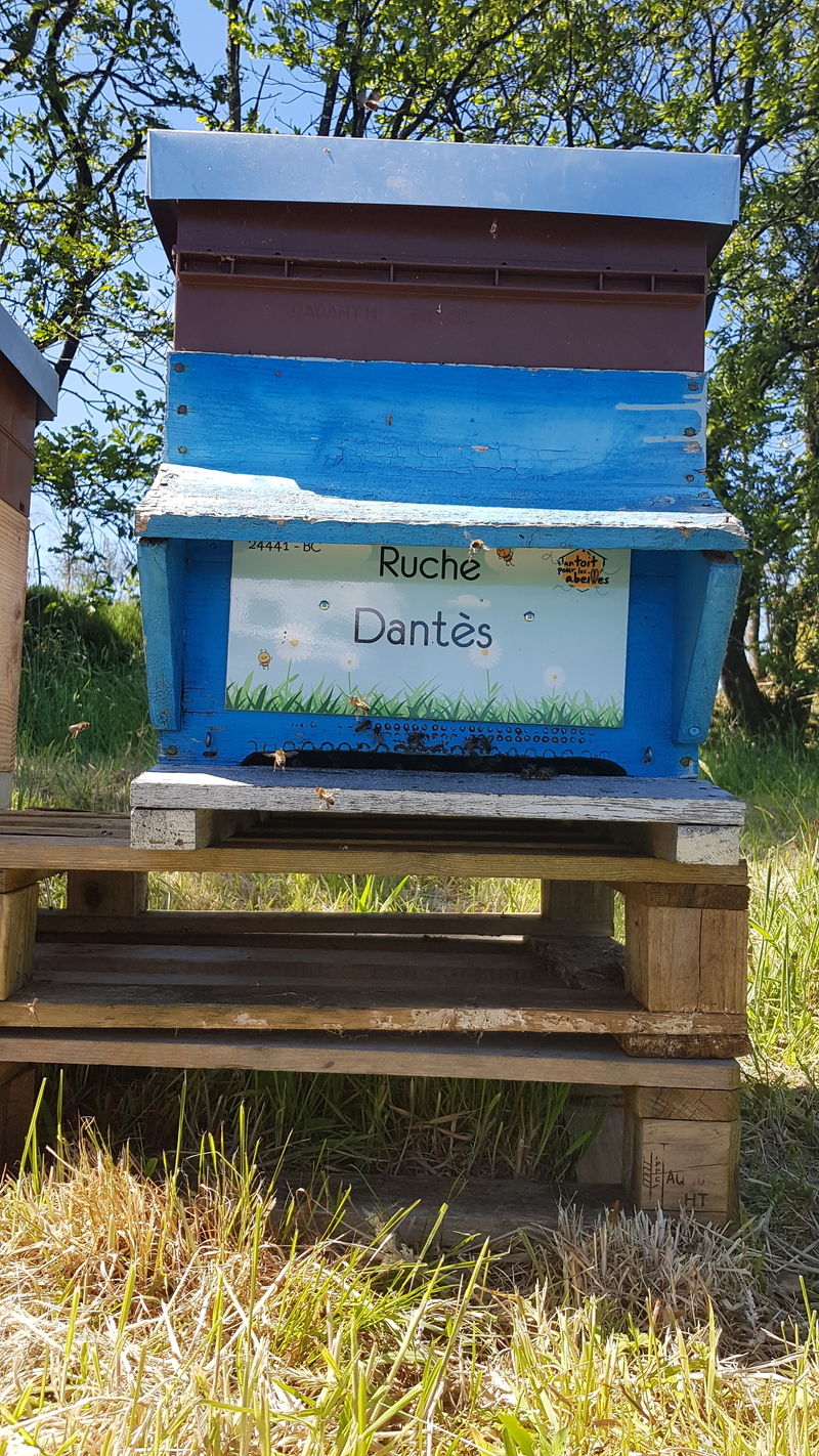 La ruche Dantès