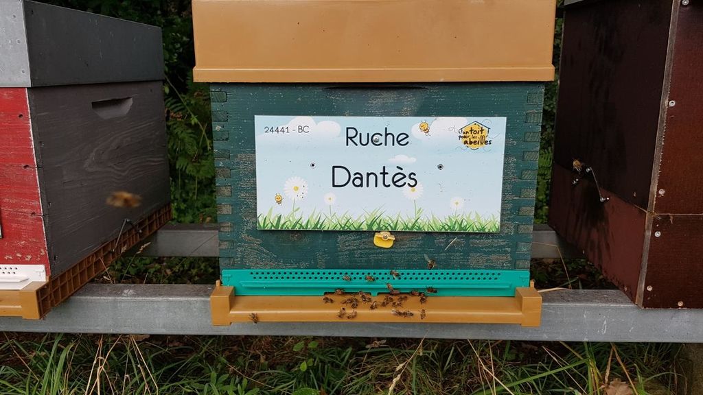 La ruche Dantès