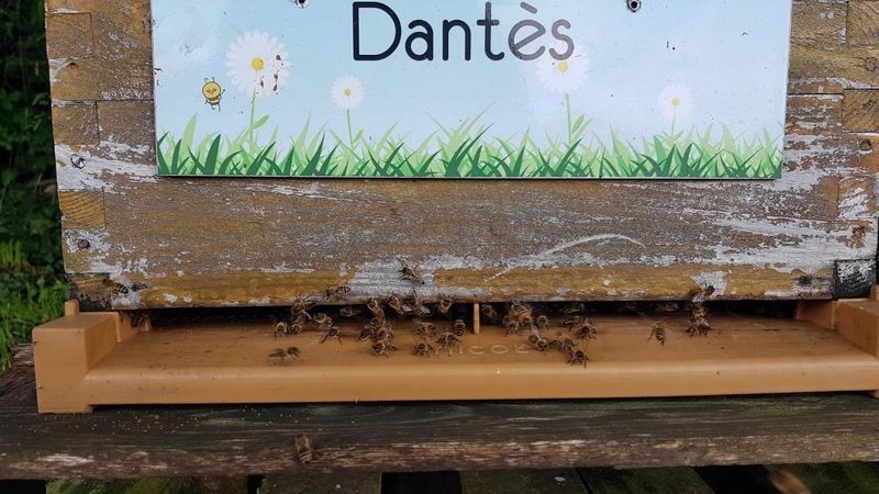 La ruche Dantès