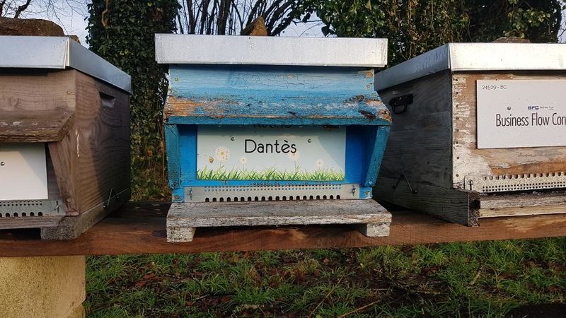La ruche Dantès