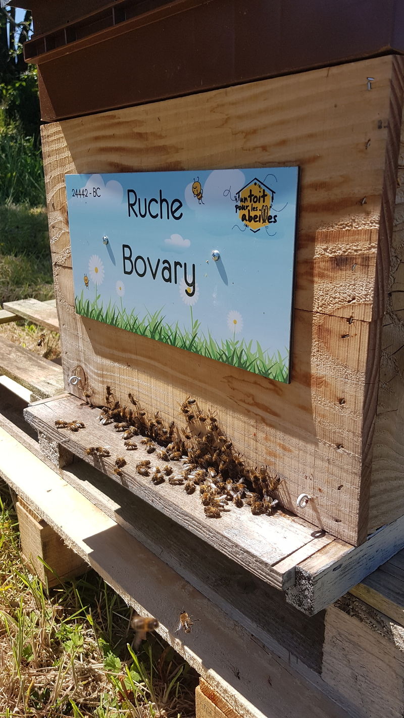 La ruche Bovary