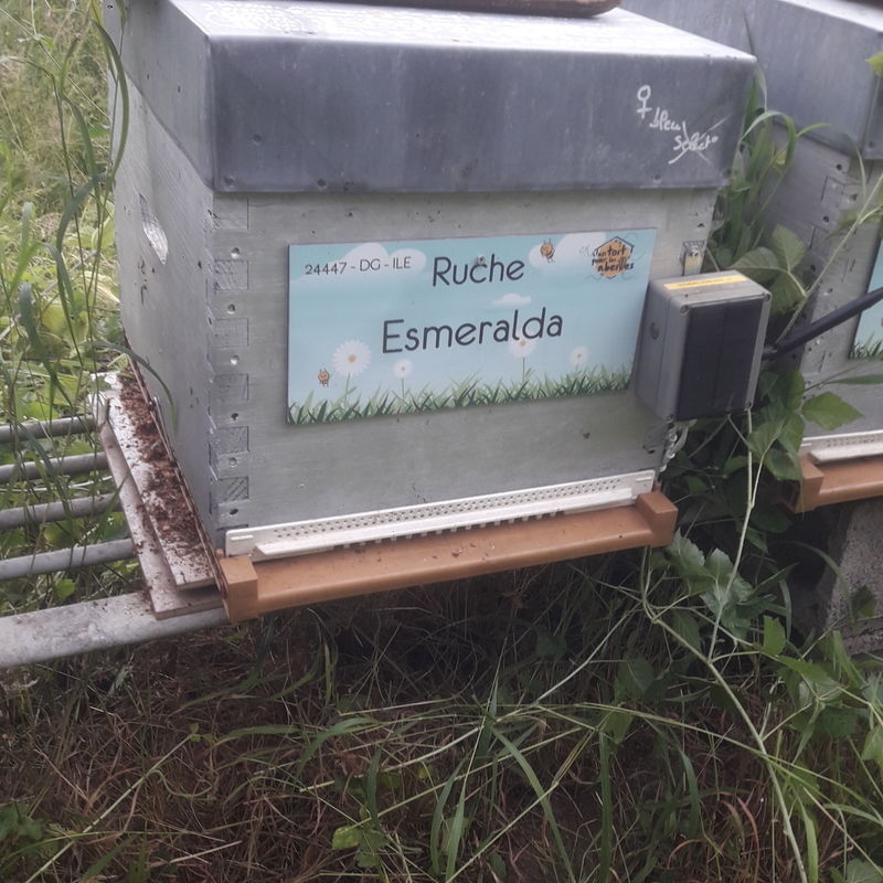La ruche Esmeralda