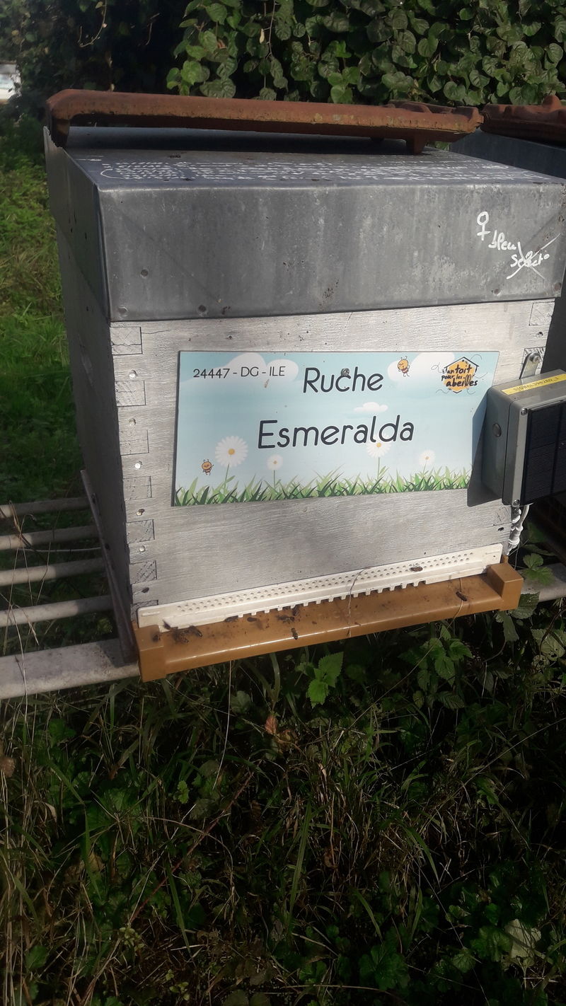 La ruche