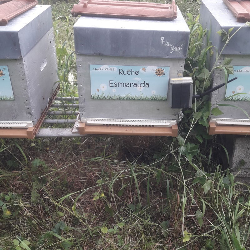 La ruche Esmeralda