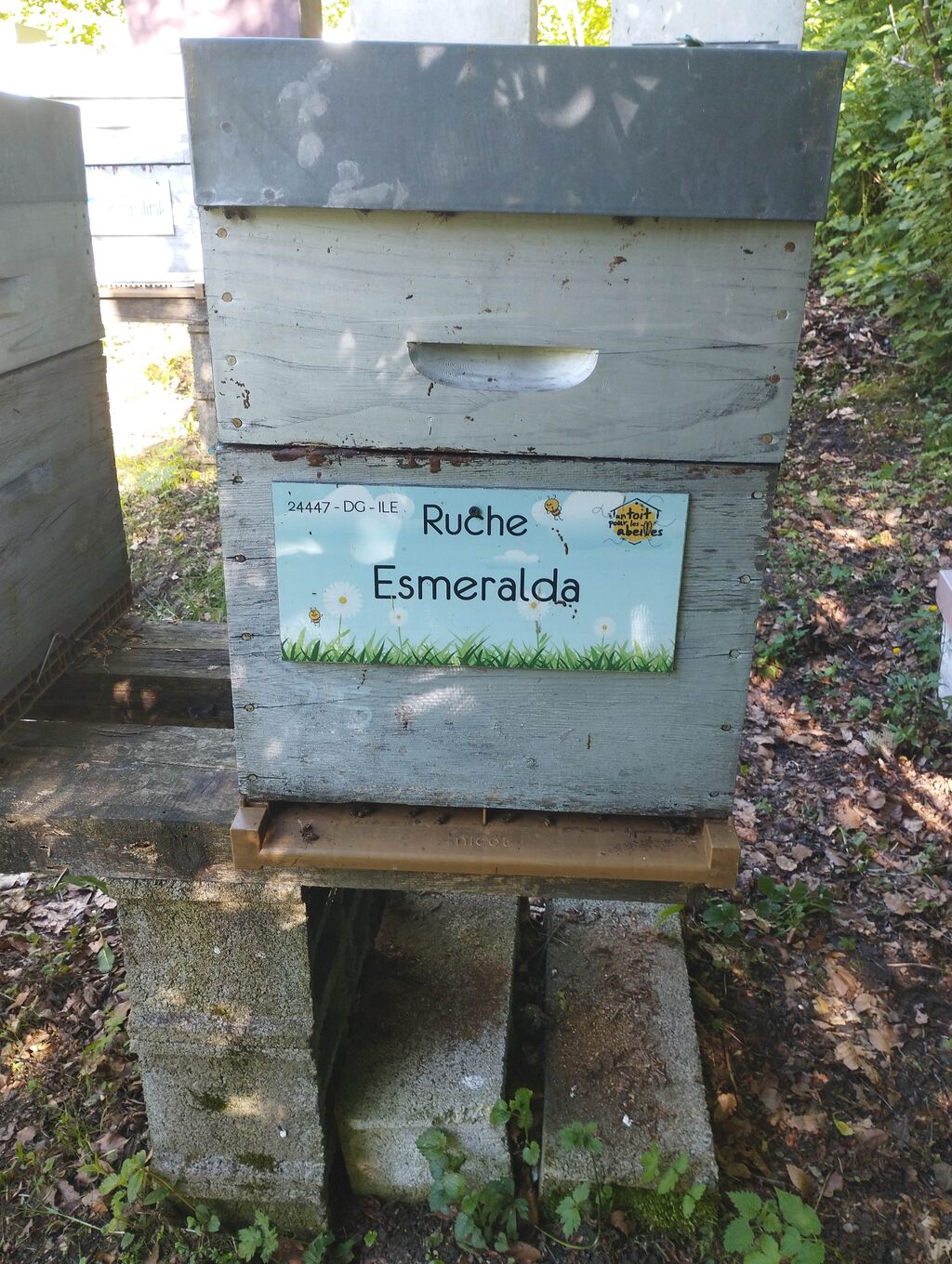 La ruche 