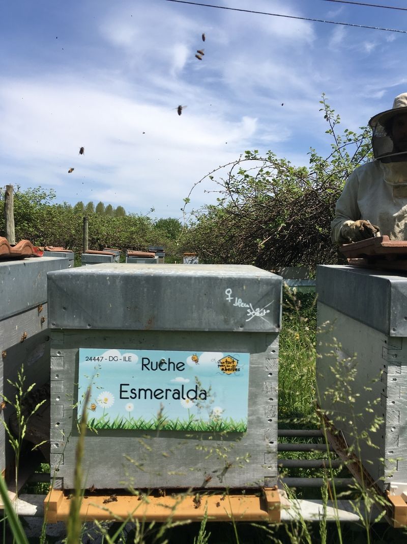 La ruche Esmeralda