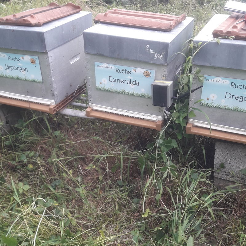 La ruche Esmeralda