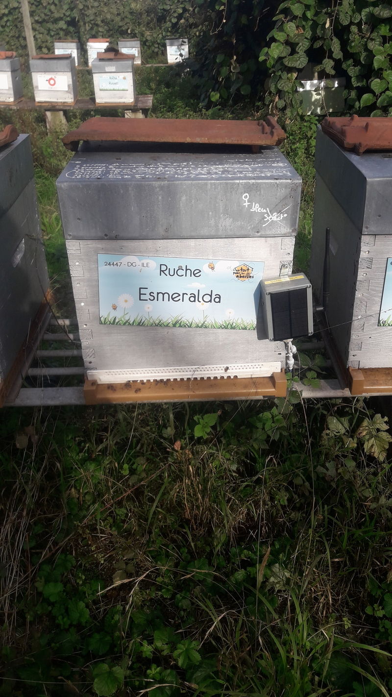 La ruche Esmeralda