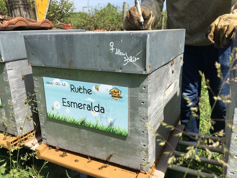 La ruche Esmeralda
