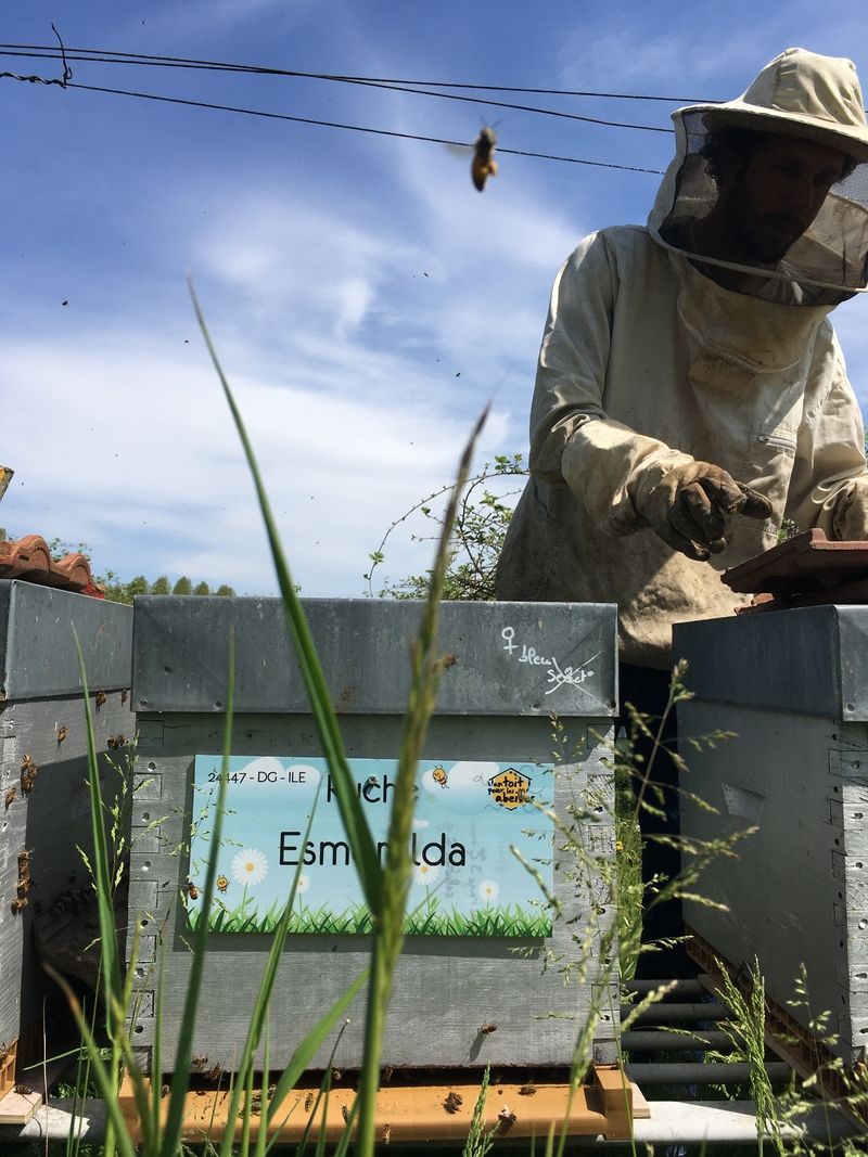 La ruche Esmeralda