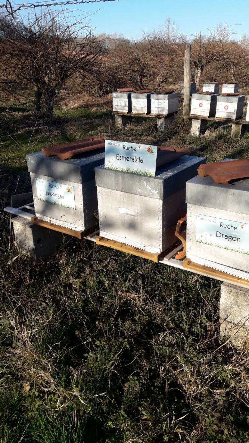La ruche Esmeralda