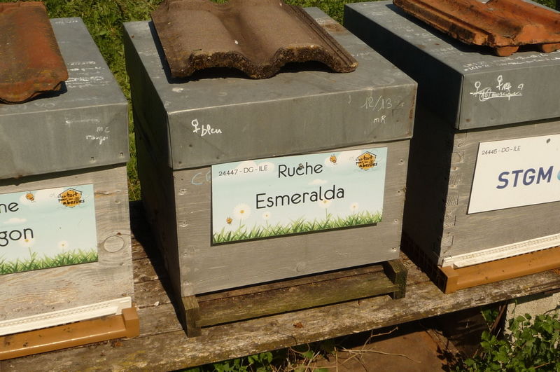 La ruche Esmeralda