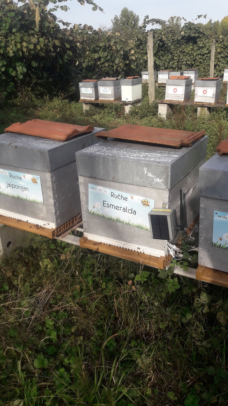 La ruche Esmeralda