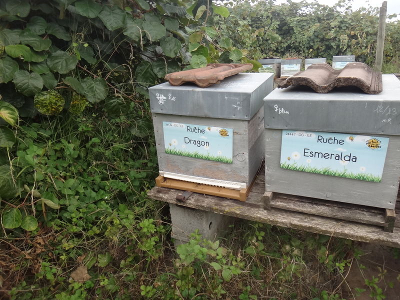 La ruche Esmeralda