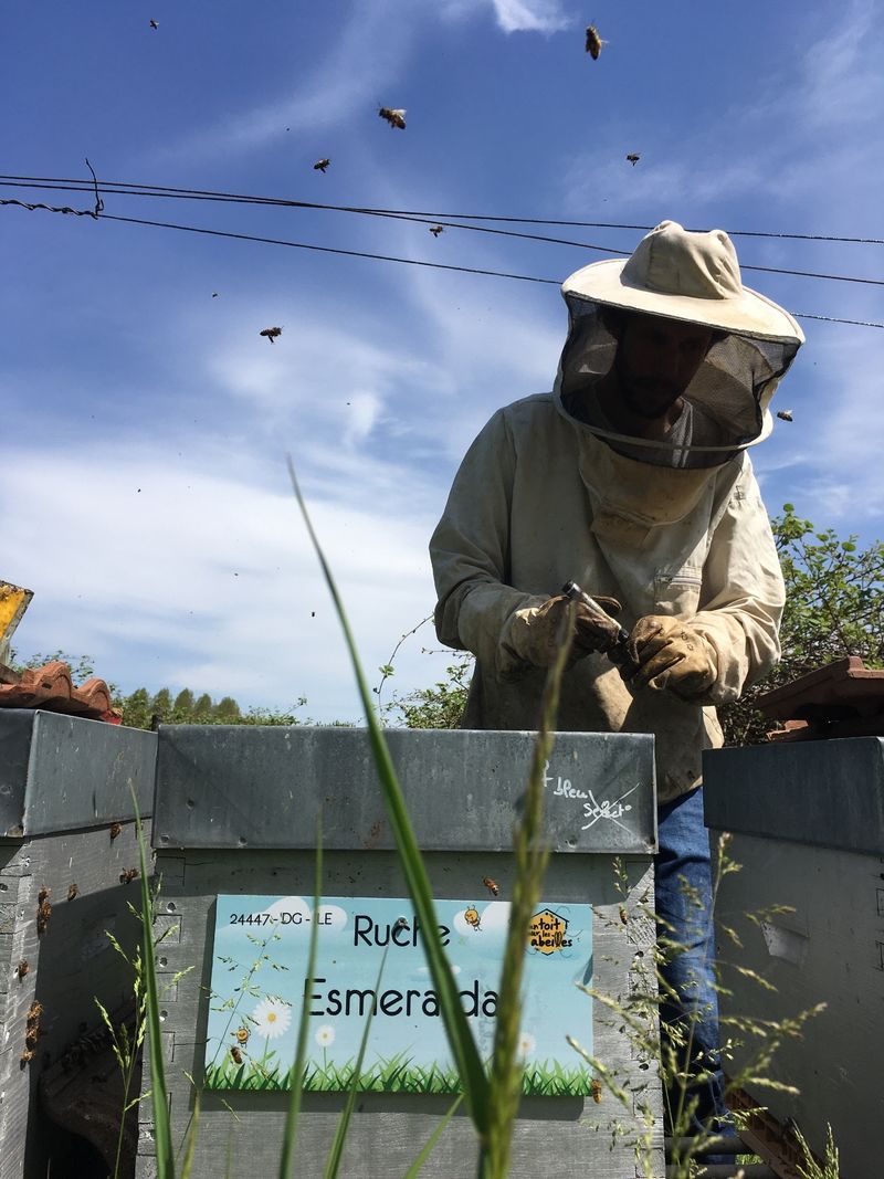 La ruche Esmeralda