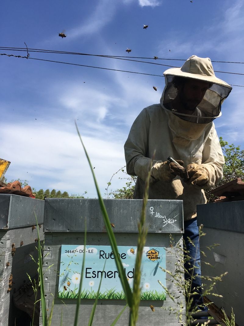 La ruche Esmeralda