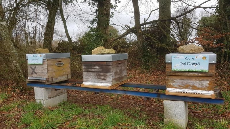 La ruche Del Dongo