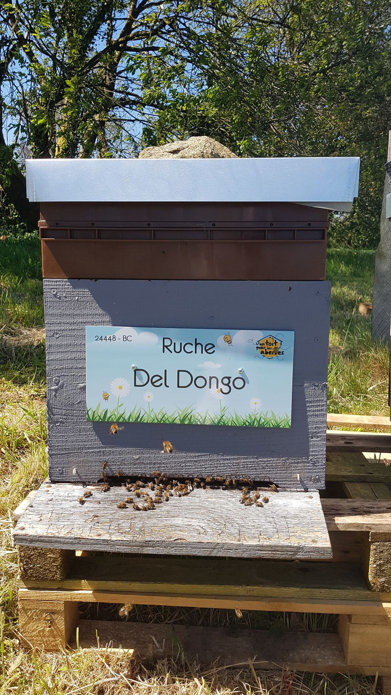 La ruche Del Dongo
