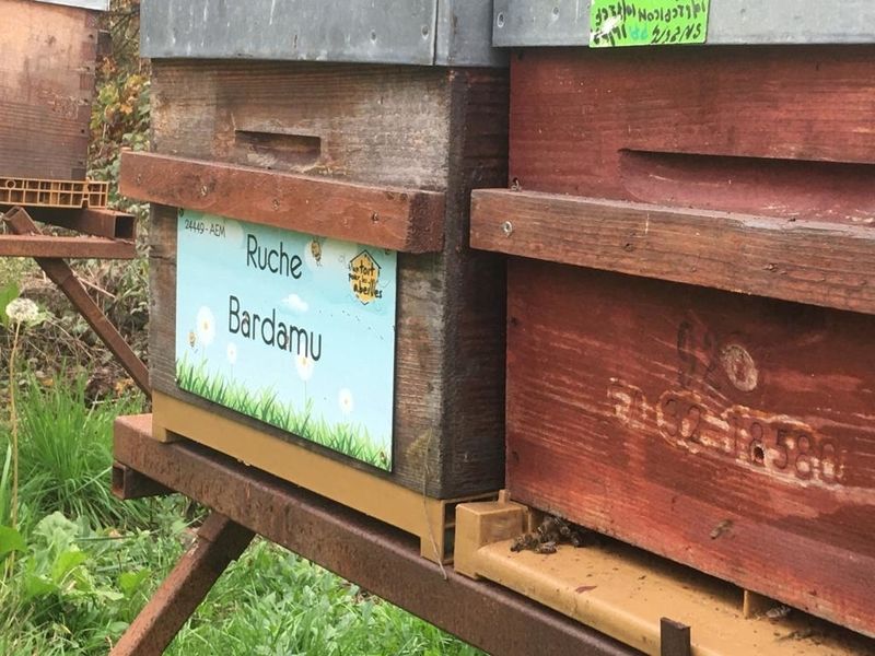 La ruche Bardamu