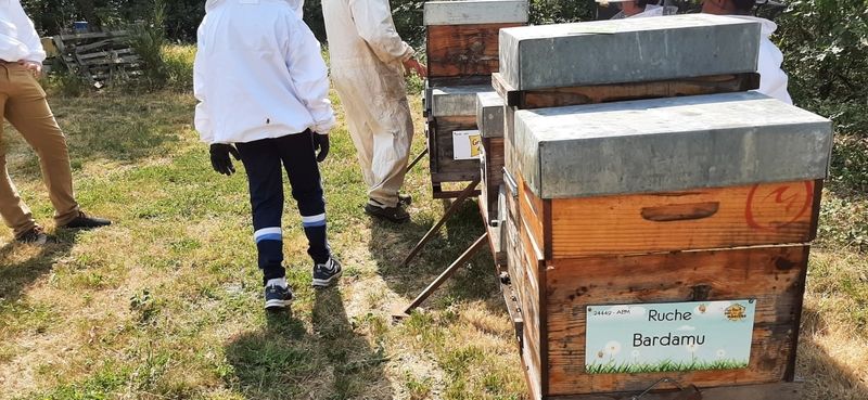 La ruche Bardamu