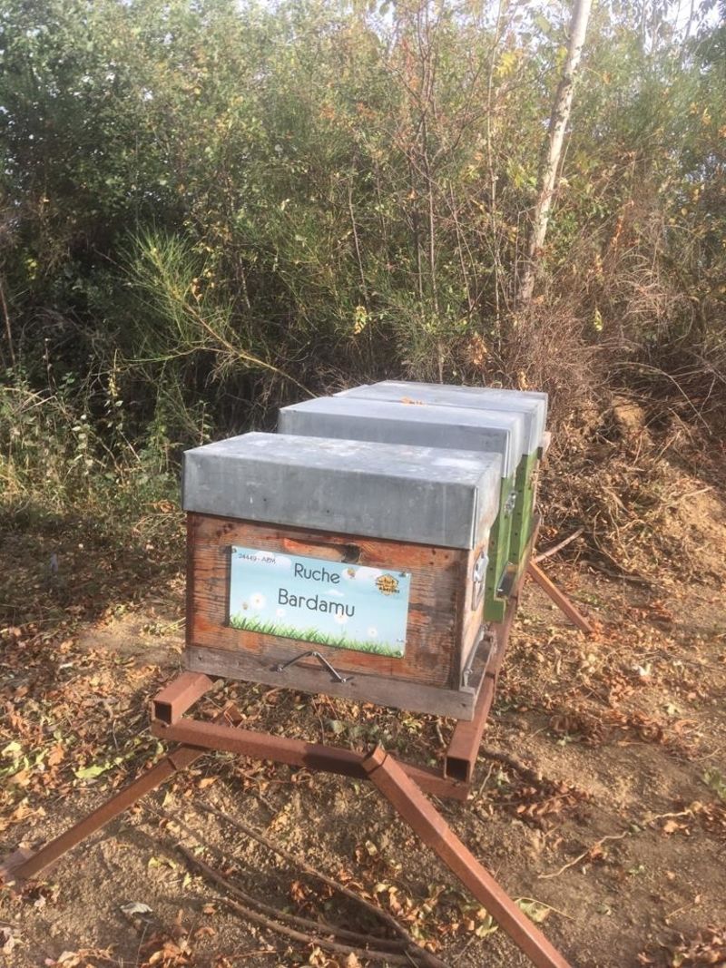 La ruche Bardamu