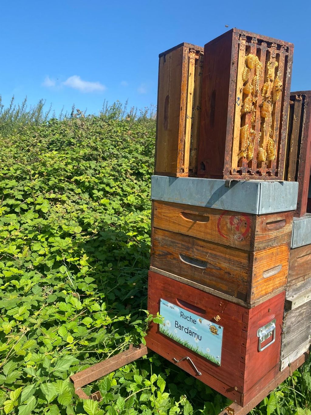 La ruche Bardamu