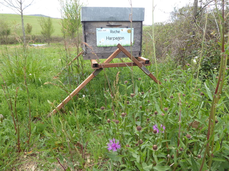 La ruche Harpagon