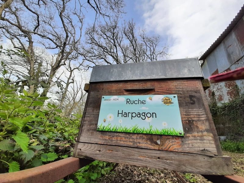 La ruche Harpagon