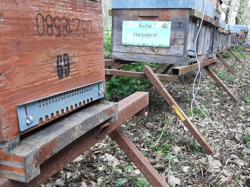 La ruche Harpagon