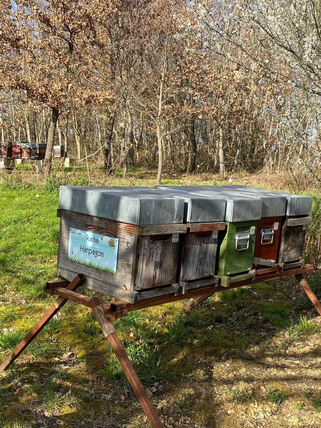 La ruche Harpagon