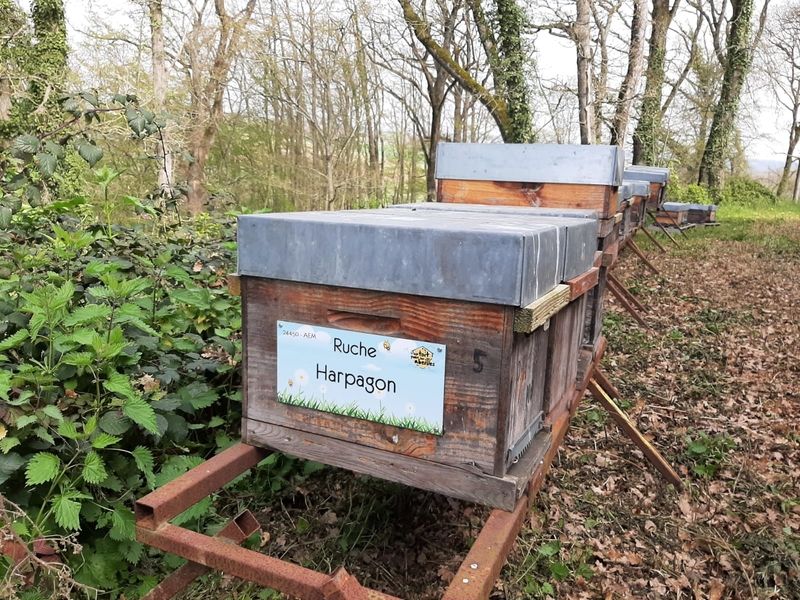 La ruche Harpagon