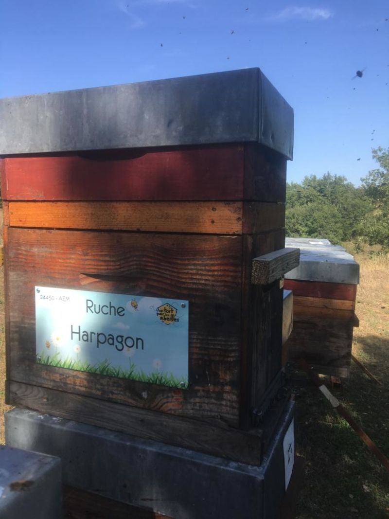 La ruche Harpagon