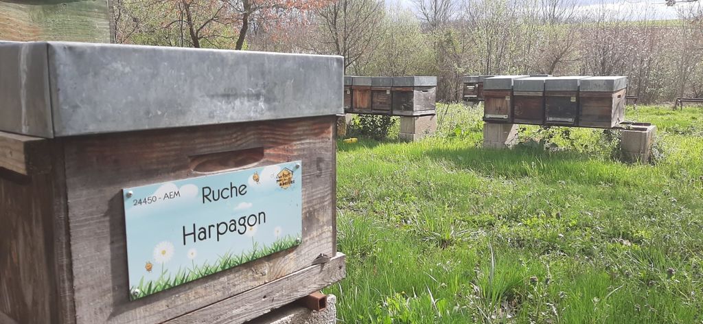 La ruche Harpagon