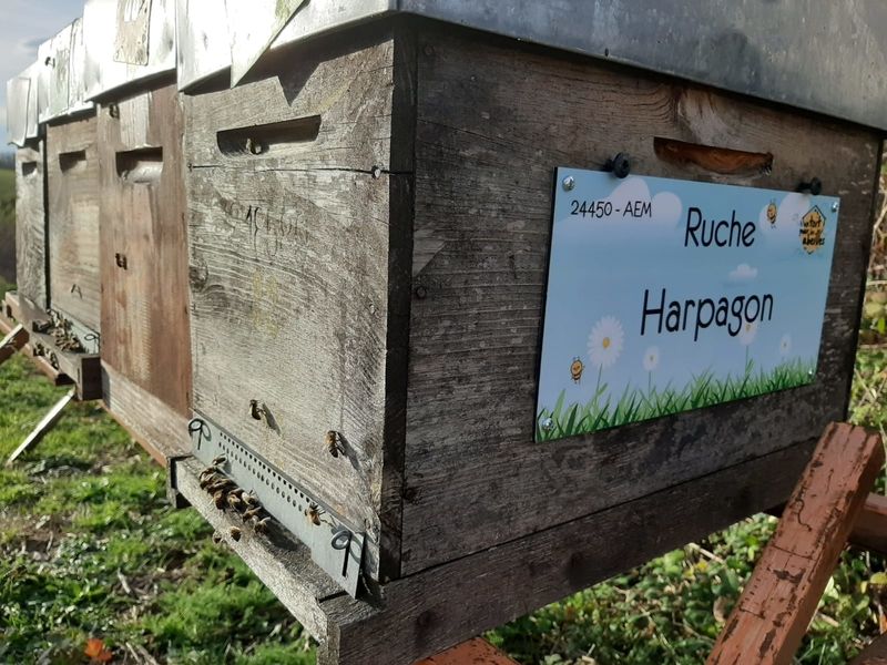 La ruche Harpagon