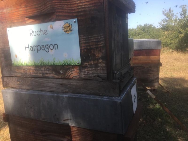 La ruche Harpagon