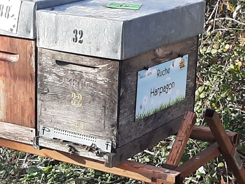 La ruche Harpagon