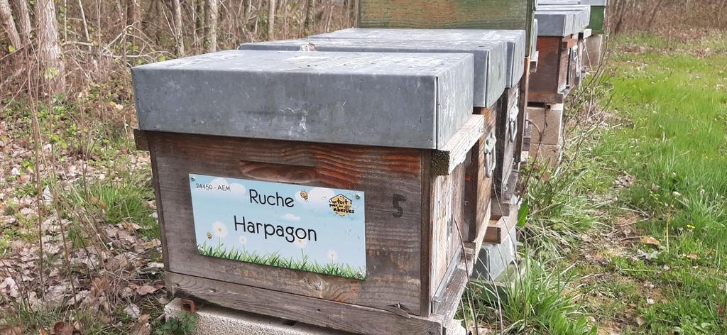La ruche Harpagon