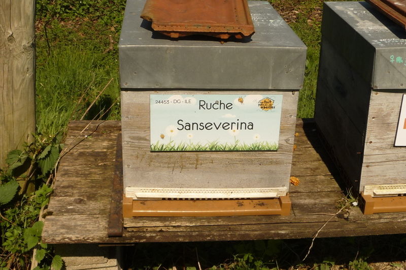 La ruche Sanseverina