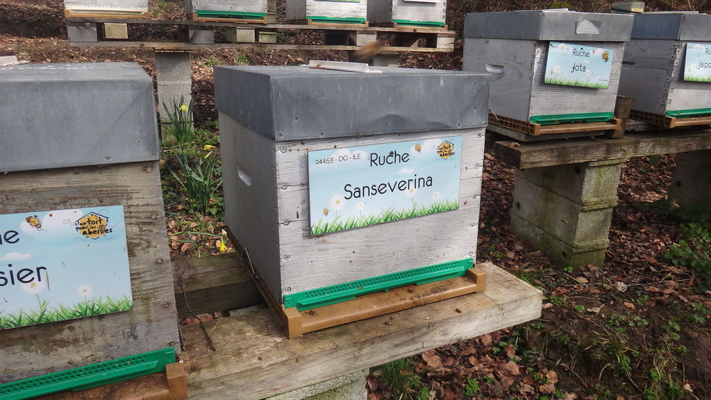 La ruche Sanseverina