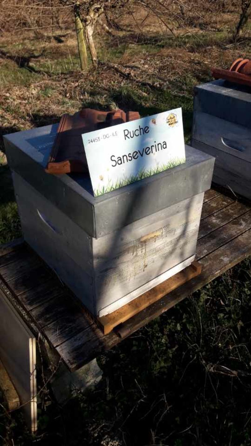 La ruche Sanseverina