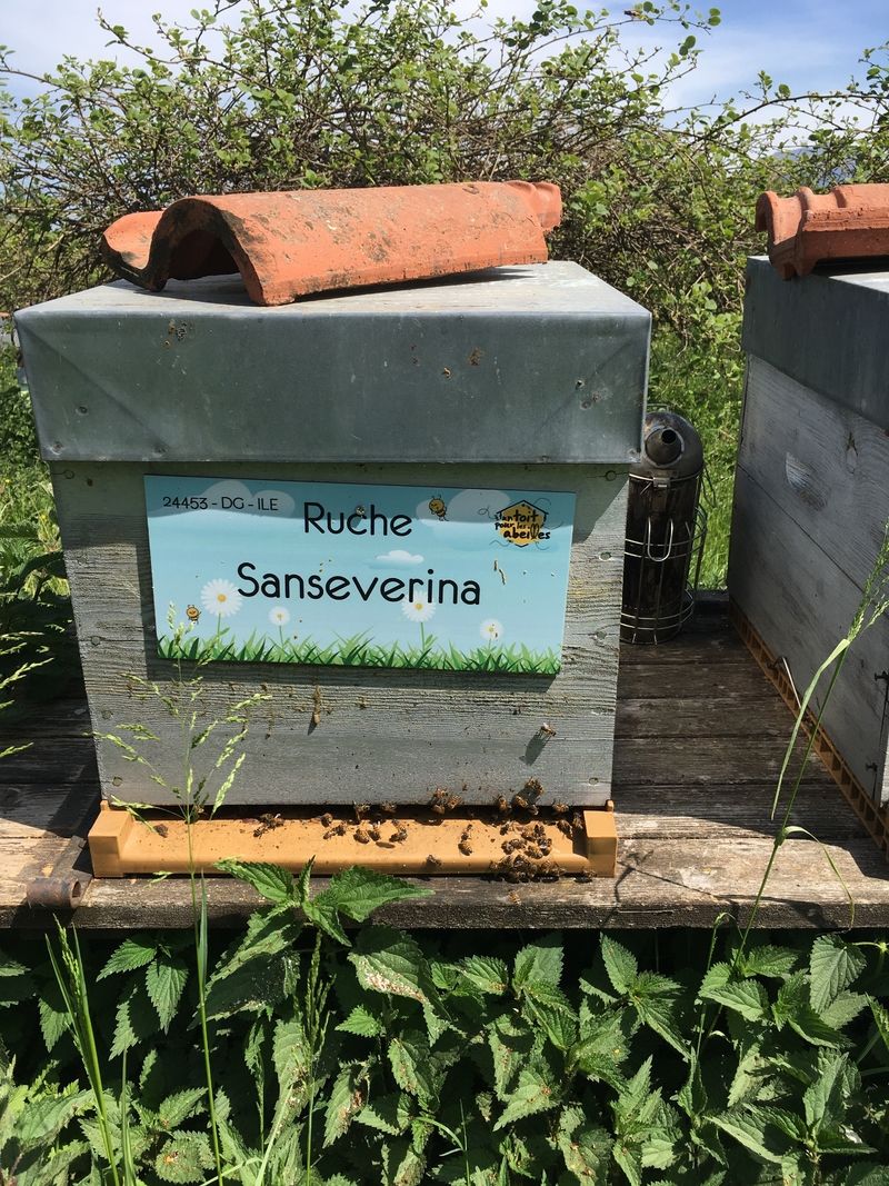 La ruche Sanseverina