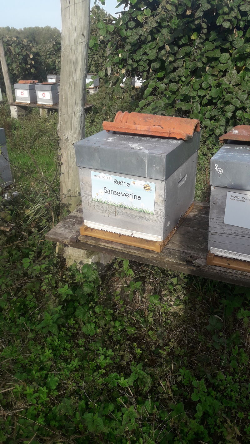 La ruche Sanseverina